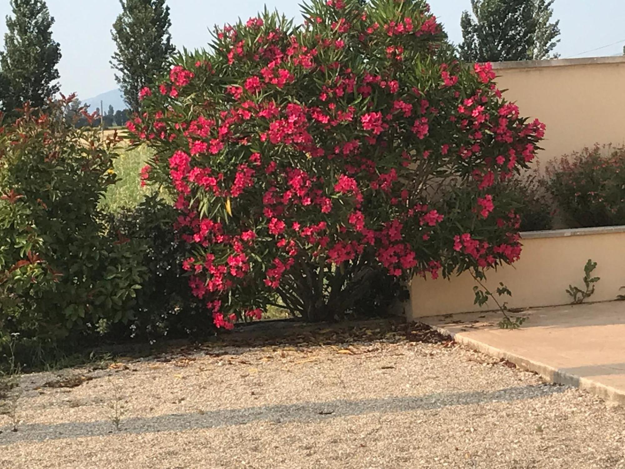 Appartamento Le Figuier Tulette Esterno foto